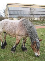 Zirkus Bellissimo Bild