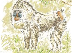 Mandrill, Zeichnung: Detlef Nitzsche Bild