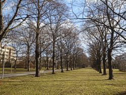 Parkallee Bild
