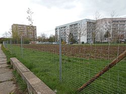 Urbaner Wald Bild