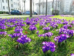 Krokusse Bild